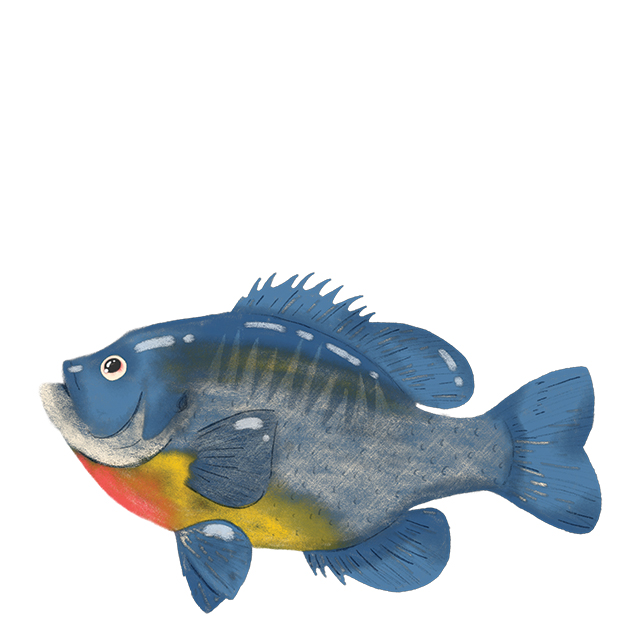 Illustration of a bluegill.
