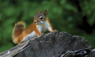 “My Friend” by Gary Schafer won third place in the wildlife category in last year’s photo contest. 