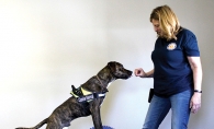 Rita Tretter of Canine Revival works out a dog.