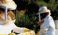 Craig and Gloria Drake don full beekeeping gear to handle the mesh frames where their bees deposit the honey.