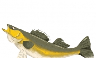 Illustration of a walleye