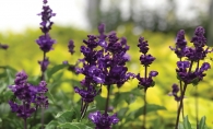 Purple Flowers in a Garden