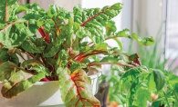 leafy greens container garden