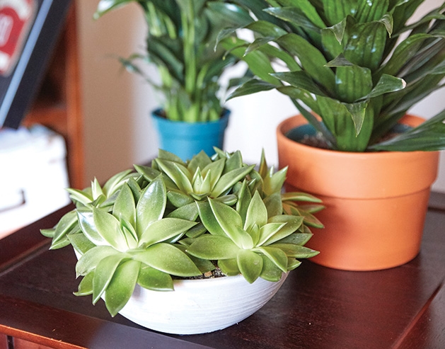 Healthy houseplants