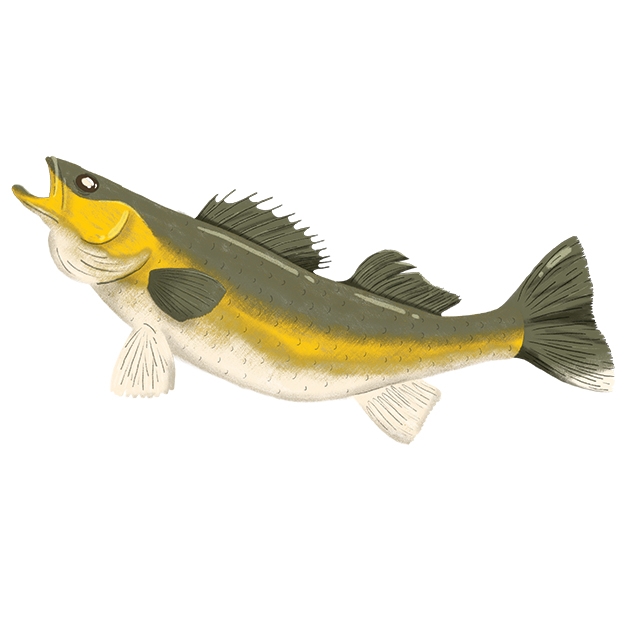 Illustration of a walleye