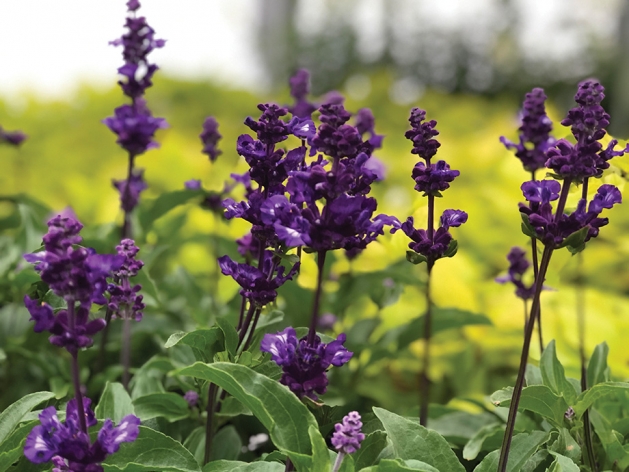 Purple Flowers in a Garden