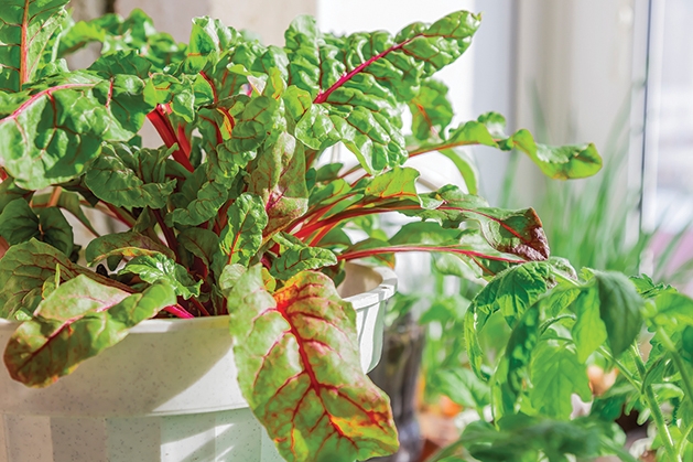 leafy greens container garden