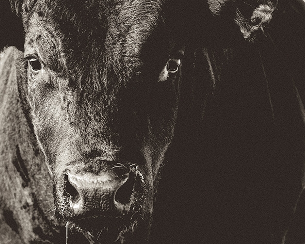 Kowalski's certified humane meat A humanely raised cow on one of the farms Kowalski's gets its meat from.