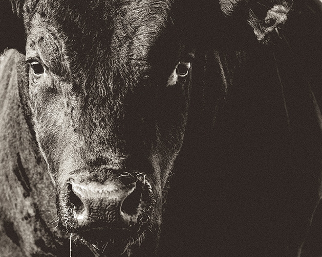 A humanely raised cow on one of the farms Kowalski's gets its meat from.