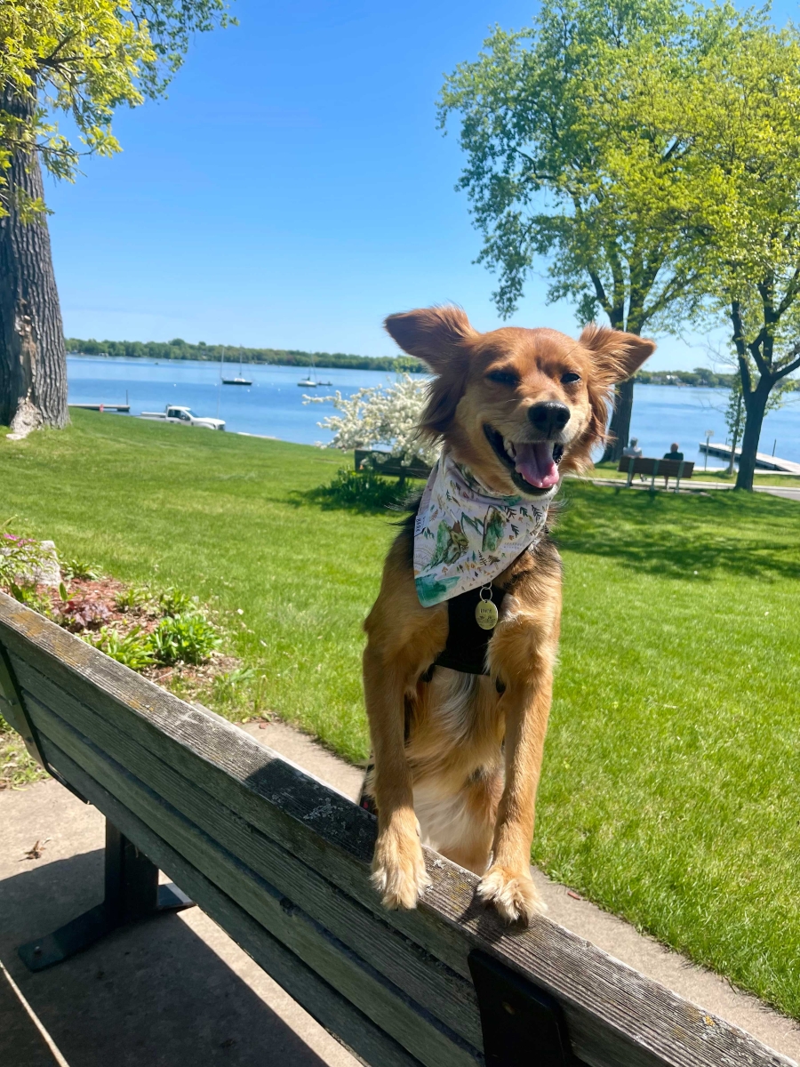 Gracie Soaking up the Sun