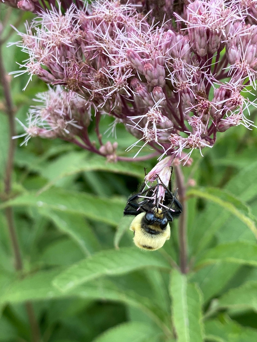 It’s a Bees Life at Tamarack Nature Center