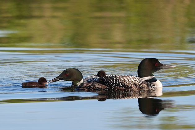 A family of loons on White Bear Lake.