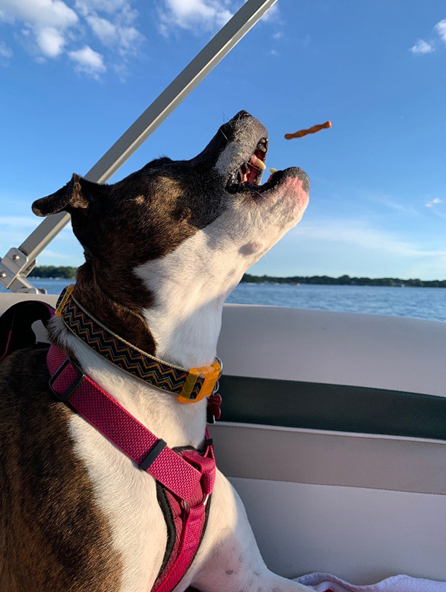 A dog catches a treat on a boat on White Bear Lake