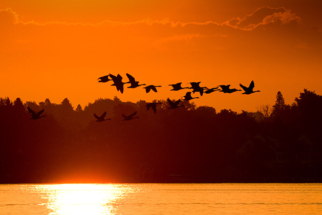 Canada geese flying over White Bear Lake