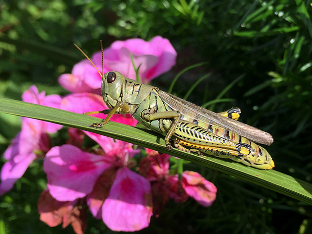 A grasshopper rests on a plant.